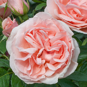 Vrtnica čajevka - Roza - Donatella® - 